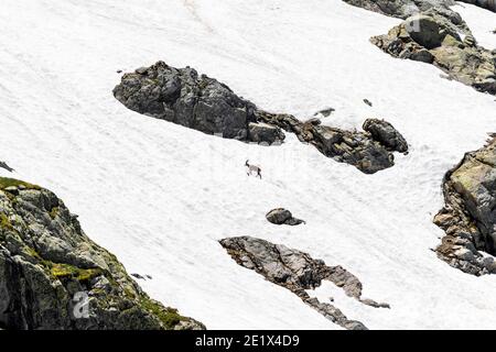 Ibex alpin (Capra ibex) en champ de neige, massif du Mont blanc, Chamonix, France Banque D'Images