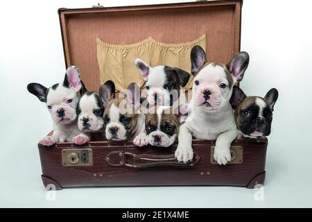 Buldogs français, chiots de boudogue, 7 semaines, en étui en cuir, frères et sœurs, chiots, photo en studio Banque D'Images