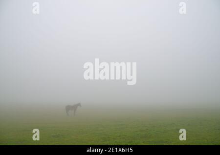 cheval debout sur un pré dans le brouillard Banque D'Images