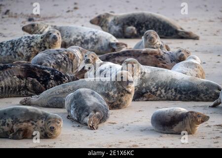 La colonie de phoques gris sur la plage de Horsey Gap à Norfolk, où les amis de Horsey Seals, qui surveillent la côte de Winterton à Horsey, ont enregistré plus de 2000 naissances cette saison. Au cours du troisième confinement national, la police a patrouiller dans la région pour dissuader les visiteurs. Banque D'Images