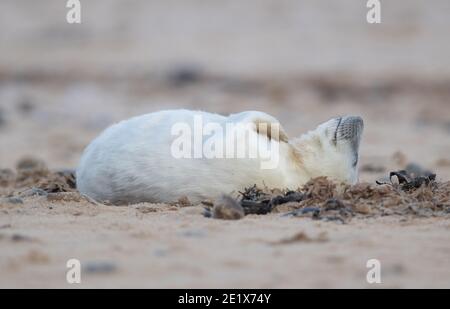 Des petits phoques gris sur la plage de Horsey Gap à Norfolk, où les amis de Horsey Seals, qui surveillent la côte de Winterton à Horsey, ont enregistré plus de 2000 naissances cette saison. Au cours du troisième confinement national, la police a patrouiller dans la région pour dissuader les visiteurs. Banque D'Images