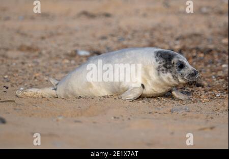 Des petits phoques gris sur la plage de Horsey Gap à Norfolk, où les amis de Horsey Seals, qui surveillent la côte de Winterton à Horsey, ont enregistré plus de 2000 naissances cette saison. Au cours du troisième confinement national, la police a patrouiller dans la région pour dissuader les visiteurs. Banque D'Images