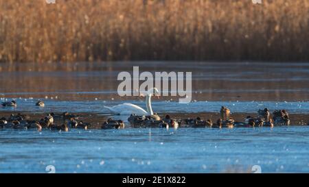 Mute Swan, Cygnus olor dans le matin lumière du soleil sur la rivière gelée Banque D'Images