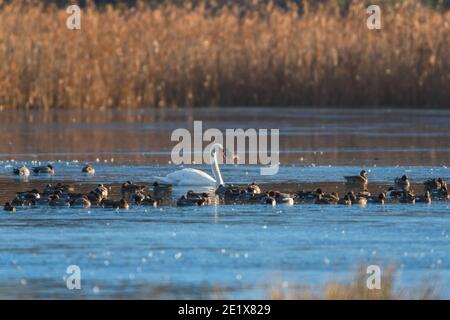 Mute Swan, Cygnus olor dans le matin lumière du soleil sur la rivière gelée Banque D'Images