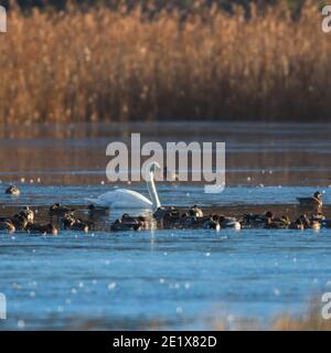 Mute Swan, Cygnus olor dans le matin lumière du soleil sur la rivière gelée Banque D'Images