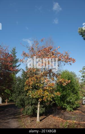 Feuilles d'automne brunes et vertes sur un éperon ou un chêne d'ours (Quercus x ilicifolia) poussant dans un jardin dans le Devon rural, Angleterre, Royaume-Uni Banque D'Images