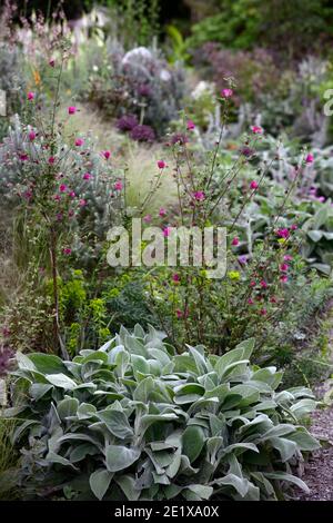 Stachys byzantina grandes oreilles, oreille d'agneau, tégule laineux, feuillage argenté, feuilles d'argent, fleurs en bois Banque D'Images