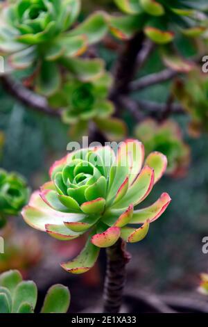 Aeonium balsamiferum,houseleek géant produisant du baume,feuilles vert pâle,feuilles charnues,rosette,succulentes,succulentes,sucriculents,sucriculent sous-arbuste,RM Floral Banque D'Images