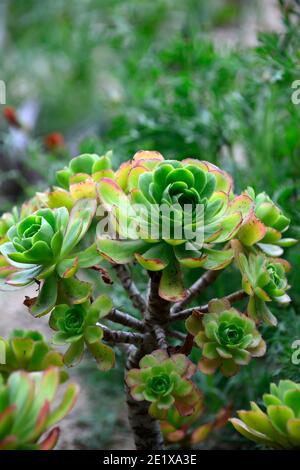 Aeonium balsamiferum,houseleek géant produisant du baume,feuilles vert pâle,feuilles charnues,rosette,succulentes,succulentes,sucriculents,sucriculent sous-arbuste,RM Floral Banque D'Images