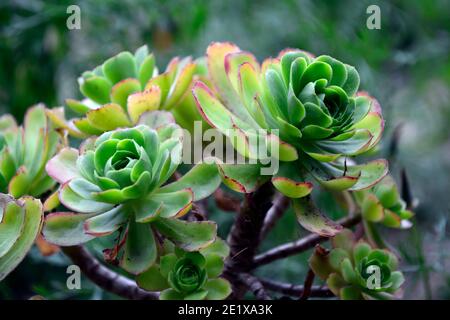 Aeonium balsamiferum,houseleek géant produisant du baume,feuilles vert pâle,feuilles charnues,rosette,succulentes,succulentes,sucriculents,sucriculent sous-arbuste,RM Floral Banque D'Images