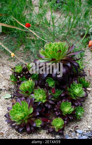 aeonium Black Magic,evergreen,succulent,violet foncé,très foncé,rosette,rosettes,feuillage,feuilles,succulentes,succulentes,fleurs RM Banque D'Images