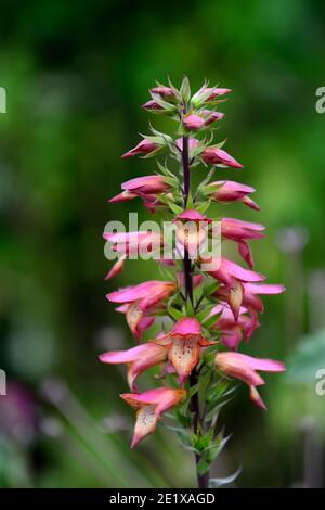 Digitalis × valinii Firebird,rengant Firebird,rouille-rouge fleurs orange pâle gorge,rengants,digitalis plante Reproduction, RM Floral Banque D'Images