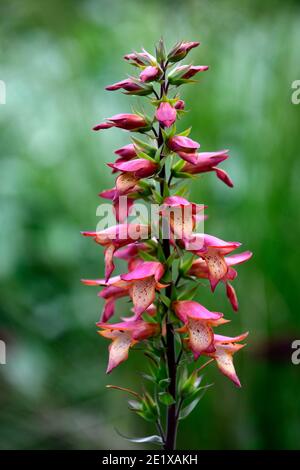 Digitalis × valinii Firebird,rengant Firebird,rouille-rouge fleurs orange pâle gorge,rengants,digitalis plante Reproduction, RM Floral Banque D'Images