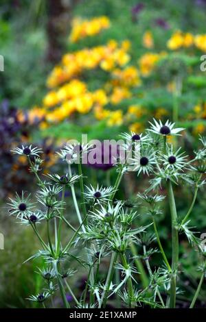 eryngium guatemalense,fleurs,Floraison,frontière mixte,Lèvelle guatémaltèque, eryngo guatémaltèque, Eryngium cymosum,thorny,chardon,chardon comme plante,RM FL Banque D'Images