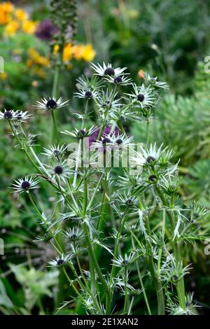 eryngium guatemalense,fleurs,Floraison,frontière mixte,Lèvelle guatémaltèque, eryngo guatémaltèque, Eryngium cymosum,thorny,chardon,chardon comme plante,RM FL Banque D'Images