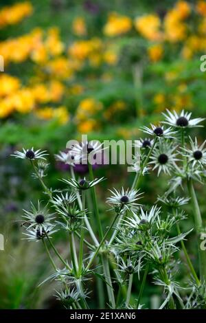 eryngium guatemalense,fleurs,Floraison,frontière mixte,Lèvelle guatémaltèque, eryngo guatémaltèque, Eryngium cymosum,thorny,chardon,chardon comme plante,RM FL Banque D'Images