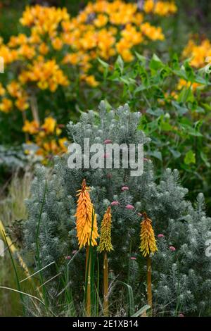 kniphofia Shining Scepter,Red Hot poker Shining Scepter,abricot orange,fleur,fleurs,pointes,pointes,fleurs,Okothamnus rosmarinifolius argent Jubilé, S Banque D'Images