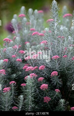 Osothamnus rosmarinifolius Jubilé d'argent,romarin de mer Jubilé d'argent,romarin éternel,arbuste vert d'argent tendre,argent feuilles gris-vert, corym dense Banque D'Images