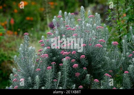 Osothamnus rosmarinifolius Jubilé d'argent,romarin de mer Jubilé d'argent,romarin éternel,arbuste vert d'argent tendre,argent feuilles gris-vert, corym dense Banque D'Images