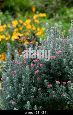 Osothamnus rosmarinifolius Jubilé d'argent,romarin de mer Jubilé d'argent,romarin éternel,arbuste vert d'argent tendre,argent feuilles gris-vert, corym dense Banque D'Images