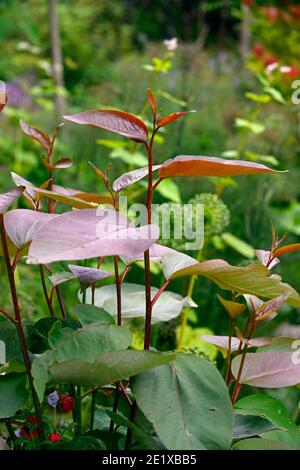 Populus glauca,arbre,feuilles,feuillage,pollard,pollon,coppice,copiqué,arbre,arbres,arbuste,arbustes,adapté à la pollinisation,jeunes feuilles rouges-vin arrondies,RM Banque D'Images