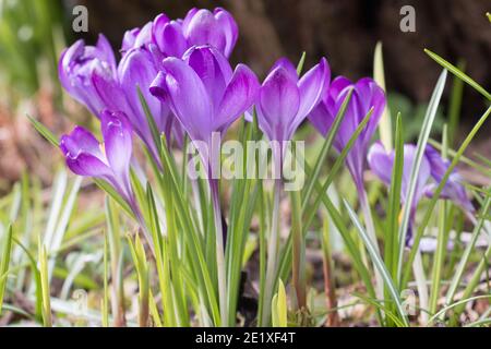 Fleurs de crocus pourpres, Crocus tommasinianus, violet de Barr, floraison au printemps à Shropshire, Royaume-Uni, vue latérale ensoleillée Banque D'Images