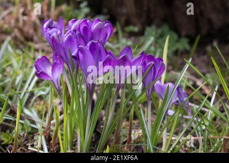 Fleurs de crocus pourpres, Crocus tommasinianus, violet de Barr, floraison au printemps à Shropshire, Royaume-Uni, vue latérale Banque D'Images