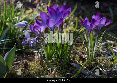 Fleurs de crocus pourpres, Crocus tommasinianus, violet de Barr, floraison au printemps à Shropshire, Royaume-Uni, gros plan Banque D'Images