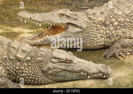 Deux crocodiles du Nil, Crocodylus niloticus, se reposant ensemble sur le bord d'un bord d'eau Banque D'Images