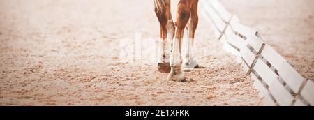 Les jambes d'un cheval de l'étreuil qui marche s'accroche sur le sable dans une arène en plein air lors d'une compétition de dressage. Sports équestres. Équitation. Trot. Banque D'Images