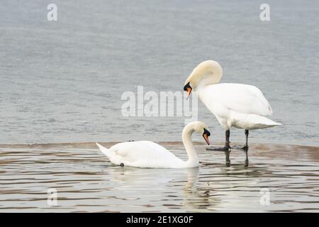 Paire de cygnes muets sur un lac partiellement gelé. L'un se tient sur la glace tandis que les autres palettes se trouvent dans la section décongelée. Angleterre, Royaume-Uni Banque D'Images