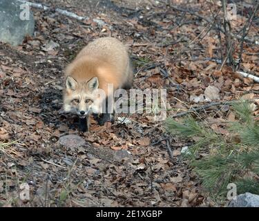 Vue rapprochée d'un animal de renard rouge en regardant la caméra à col ouvert avec des feuilles brunes au sol et des aiguilles de pin au premier plan. Fox image dans l'habitat. Banque D'Images