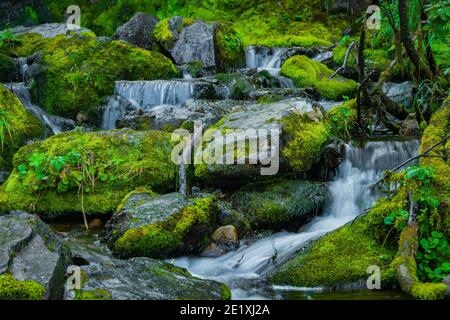 Ruisseau forestier dans la forêt tropicale. Cascade au milieu de rochers et de verdure. Rivière de montagne le jour d'été. Paysage naturel avec cascades de Mountain creek Banque D'Images