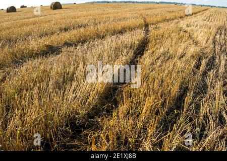 Champ jaune d'herbe tonde courte et dure avec balles rondes de foin à l'horizon Banque D'Images