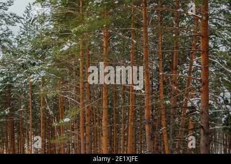 Troncs jaunes de grands pins en forêt d'hiver. Les branches d'arbres sont couvertes de neige fraîche. Banque D'Images