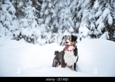 Portrait d'un chien de montagne d'Appenzell assis dans la neige Banque D'Images