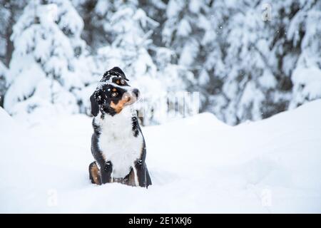 Portrait d'un chien de montagne d'Appenzell assis dans la neige Banque D'Images