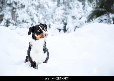 Portrait d'un chien de montagne d'Appenzell assis dans la neige Banque D'Images