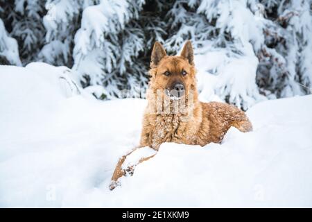 Portrait d'un ancien chien de berger allemand (Westerwälder Kuhhhhhund) couché dans la neige Banque D'Images