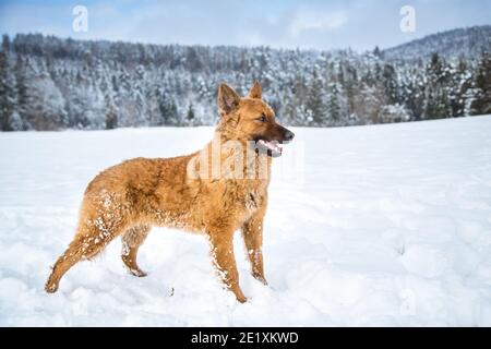 Portrait d'un ancien chien de berger allemand (Westerwälder Kuhhhhhund) debout dans la neige Banque D'Images