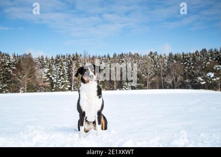 Portrait d'un chien de montagne d'Appenzell assis dans la neige Banque D'Images