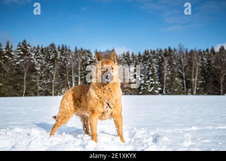 Portrait d'un ancien chien de berger allemand (Westerwälder Kuhhhhhund) debout dans la neige Banque D'Images
