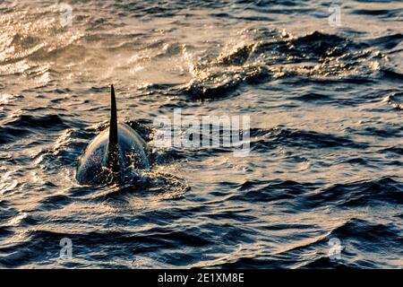 Orcas pilote de baleines à l'atlantique près des andènes, en norvège Banque D'Images