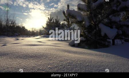 Paysage enneigé d'hiver. Neige moelleuse sur les branches de pin. Angle bas Banque D'Images