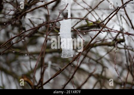 Warlingham, Surrey, Royaume-Uni. 10 janvier 2021. Après les chutes de neige il y a trois jours, les températures n'ont pas augmenté au-dessus du point de congélation, donc il n'a pas fondu et les arbres se brandient avec la glace à Limpsfield, dans le Surrey. La prévision pour aujourd'hui est 1C avec des nuages légers et des vents légers. Crédit : Keith Larby/Alay Live News Banque D'Images