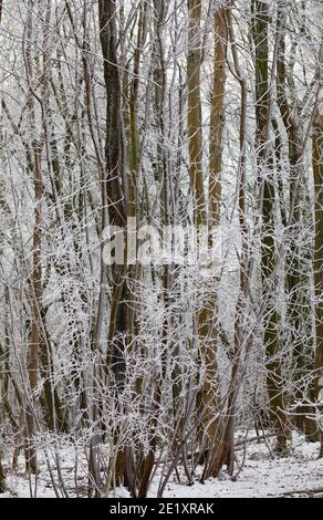 Warlingham, Surrey, Royaume-Uni. 10 janvier 2021. Après les chutes de neige il y a trois jours, les températures n'ont pas augmenté au-dessus du point de congélation, donc il n'a pas fondu et les arbres se brandient avec la glace à Limpsfield, dans le Surrey. La prévision pour aujourd'hui est 1C avec des nuages légers et des vents légers. Crédit : Keith Larby/Alay Live News Banque D'Images