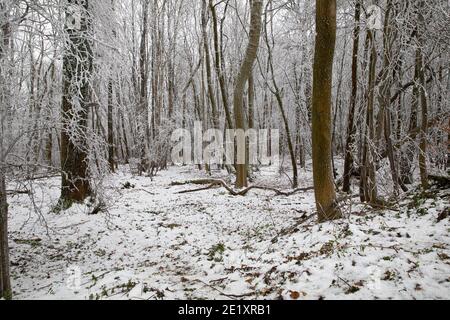 Warlingham, Surrey, Royaume-Uni. 10 janvier 2021. Après les chutes de neige il y a trois jours, les températures n'ont pas augmenté au-dessus du point de congélation, donc il n'a pas fondu et les arbres se brandient avec la glace à Limpsfield, dans le Surrey. La prévision pour aujourd'hui est 1C avec des nuages légers et des vents légers. Crédit : Keith Larby/Alay Live News Banque D'Images