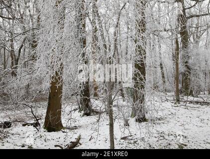 Warlingham, Surrey, Royaume-Uni. 10 janvier 2021. Après les chutes de neige il y a trois jours, les températures n'ont pas augmenté au-dessus du point de congélation, donc il n'a pas fondu et les arbres se brandient avec la glace à Limpsfield, dans le Surrey. La prévision pour aujourd'hui est 1C avec des nuages légers et des vents légers. Crédit : Keith Larby/Alay Live News Banque D'Images