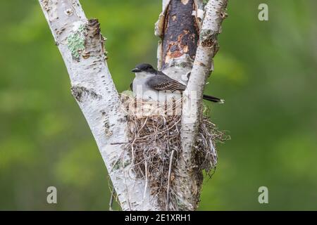 Nidification de kingbird dans le nord du Wisconsin. Banque D'Images