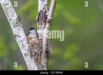 kingbird de l'est assis sur un nid dans le nord du Wisconsin. Banque D'Images